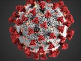 Corona Virus